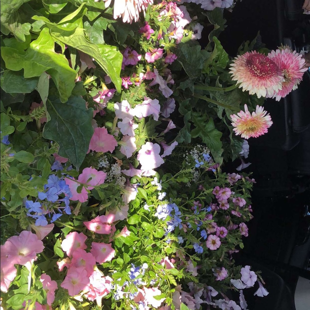 Meet your Posher, Yasmin